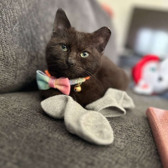 Meet your Posher, Leanna - Picture 4 of 4